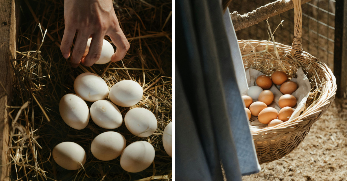 blog-vyroba-snakoveho-hnizda